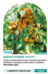 9FA02 Albicocco Colonnare «Armi ColⓇ»