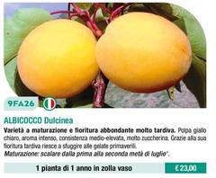 9FA26 Albicocco Dulcinea
