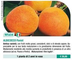 Albicocco Paviot