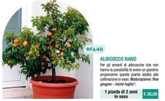Albicocco Nano