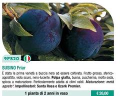 Susino 
