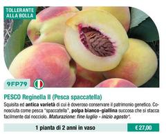 Fratelli Ingegnoli - Pesco Reginella Il/ Pesca Spaccatella