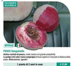 Fratelli Ingegnoli - Pesco Sanguinella