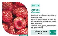 9FL24 Lampone <Sansone>