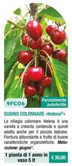 Susino Colonnare