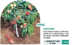 Pesco Nano
