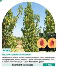 9FP86 Pesco Noce Colonnare «Alice Col®»
