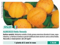 Albicocco Bella Venosta
