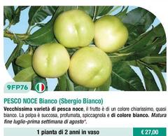 Fratelli Ingegnoli - Pesco Noce Bianco