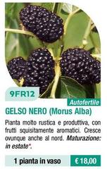 Gelso Nero