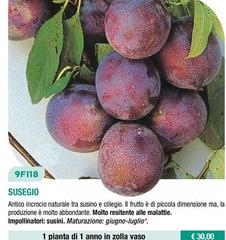 Susegio