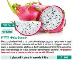 9FE08 Pitaya «Polpa Bianca»