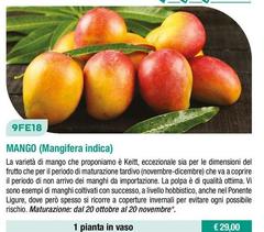 Fratelli Ingegnoli - Mango/ Mangifera Indica