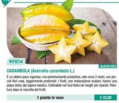 Fratelli Ingegnoli - Carambola