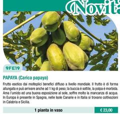 Fratelli Ingegnoli - Papaya