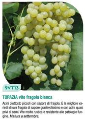 Topazia Vite Fragola Bianca