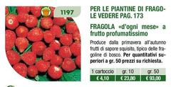 Fragola Per Le Piantine Di Frago Le Vedere