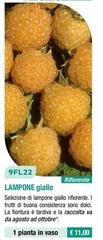 9FL22 Lampone Giallo
