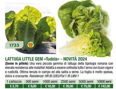 Lattuga Litte Gem Tudela Novita 2024