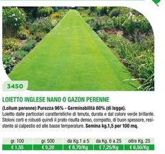 Loietto Inglese Nano O Gazon Perenne