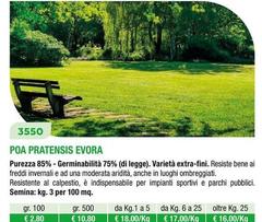 Poa Pratensis Evora