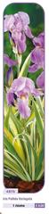 Fratelli Ingegnoli - Iris Pallida Veriegata