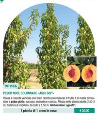 9FP86 Pesco Noce Colonnare «Alice Col®»