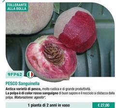 Fratelli Ingegnoli - Pesco Sanguinella