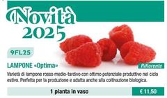 9FL25 Lampone <Optima>
