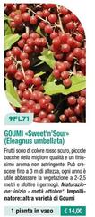9FL71 Goumi «Sweet'n'Sour» (Eleagnus Umbellata)