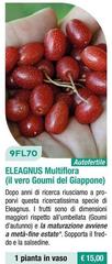 9FL70 Eleagnus Multiflora (Il Vero Goumi Del Giappone)