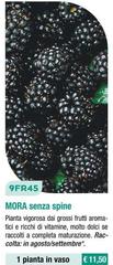 9FR45 Mora Senza Spine