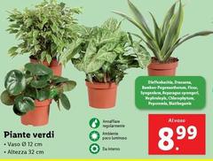 Piante Verdi