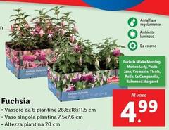 Fuchsia