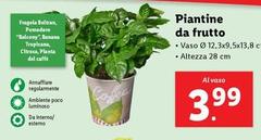 Tropicana - Piantine Da Frutto
