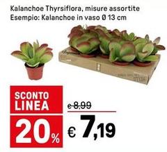 Kalanchoe Thysriflora