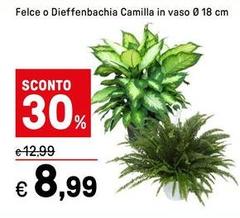 Felce O Dieffenbachia Camilla