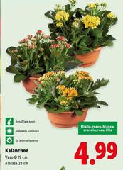 Kalanchoe