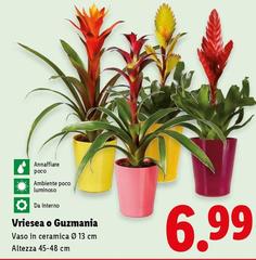 Vriesea O Guzmania