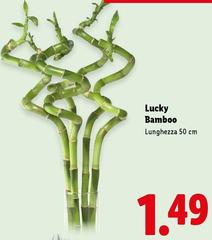 Lucky Bamboo