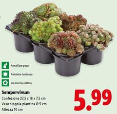 Sempervivum