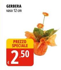 Gerbera