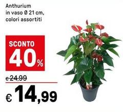 Anthurium In Vaso Ø 21 Cm