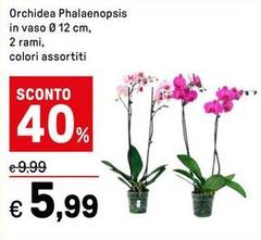 Orchidea -  Phalaenopsis In Vaso Ø 12 Cm, 2 Rami,