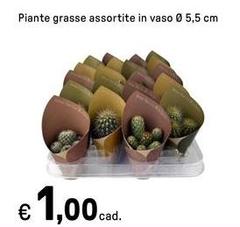 Piante Grasse Assortite In Vaso