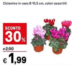 Ciclamino In Vaso