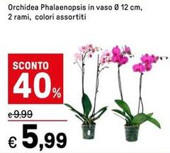 Orchidea -  Phalaenopsis In Vaso 0 12 Cm, 2 Rami, Colori Assortiti