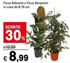 Ficus Robusta O Ficus Benjamin In Vaso