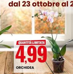 Orchidea