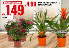Mix Fiorito Piante Halloween
